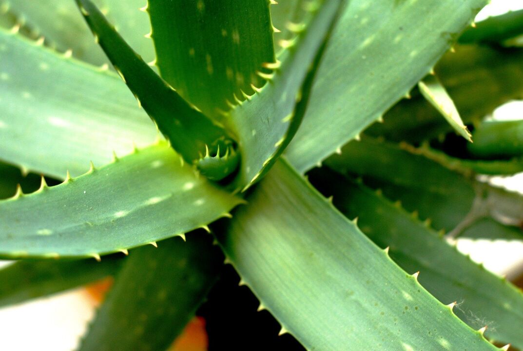 aloe për fuqinë mashkullore