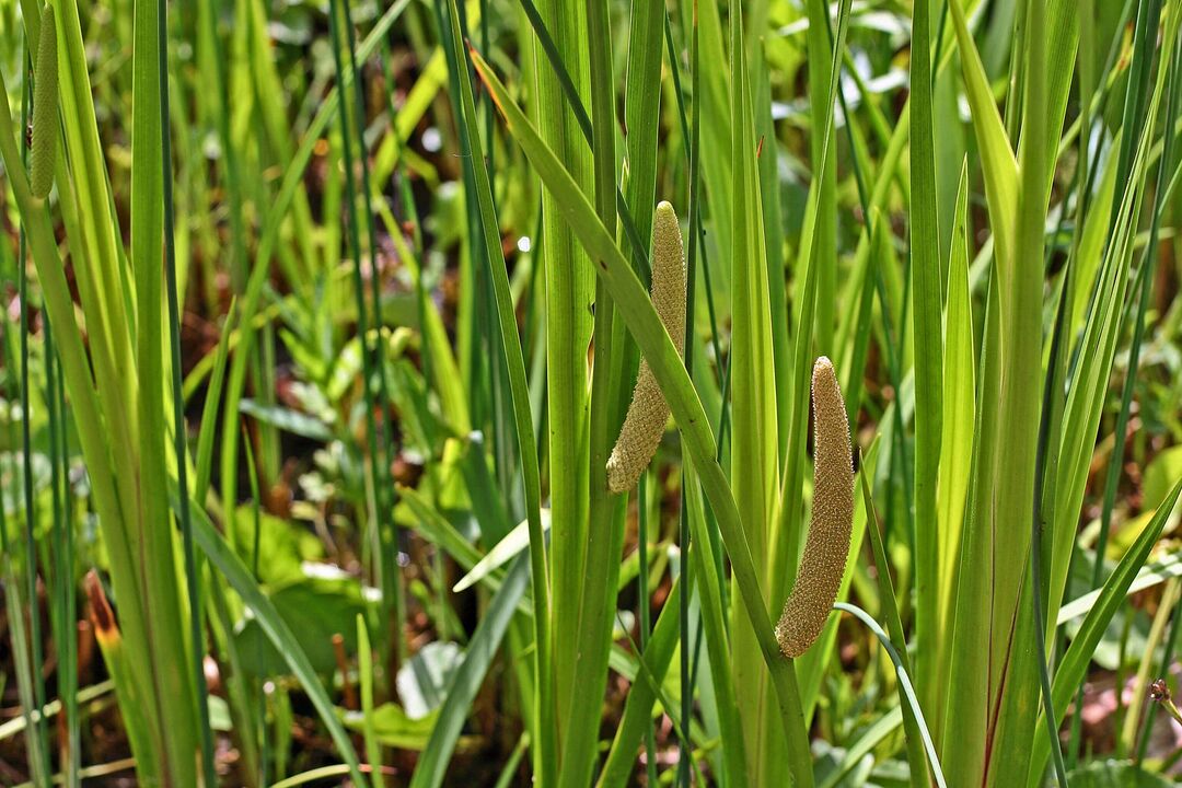 barishte calamus për fuqinë